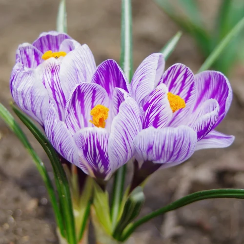 krokus-paskowany-king-of-striped.webp