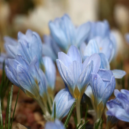 krokus-blekitny-blue-sky.webp
