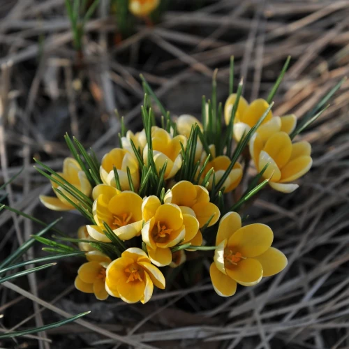 krokus-botaniczny-romance.webp