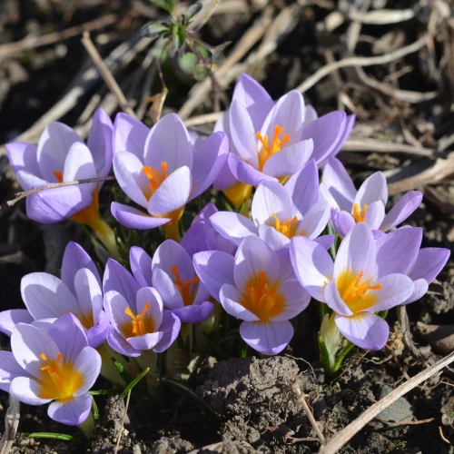 krokus-botaniczny-firefly.webp