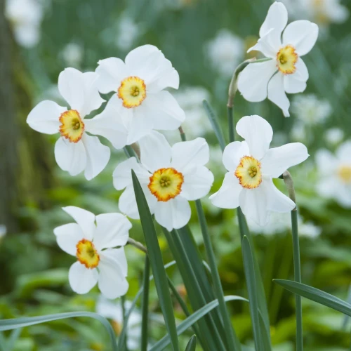 narcyz-actaea.webp