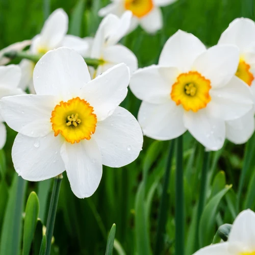 narcyz-flower-record.webp