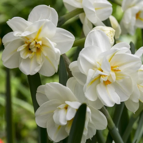 narcyz-albus-plenus-odoratus.webp