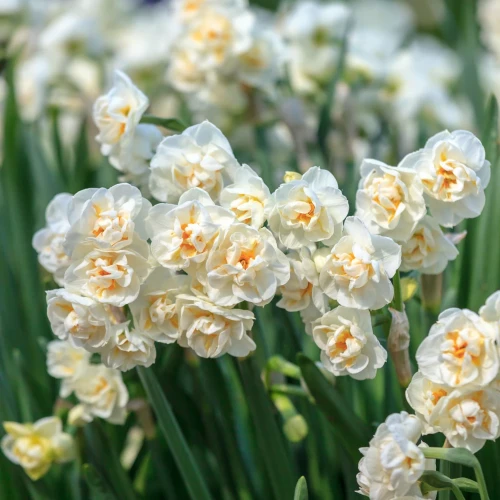 narcyz-bridal-crown.webp
