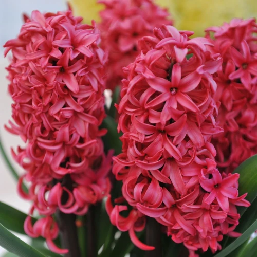 hiacynt-red-glory.webp
