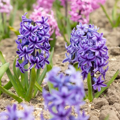 hiacynt-lily-purple.webp