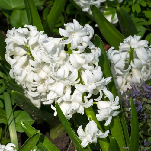 hiacynt-madame-sophie.webp