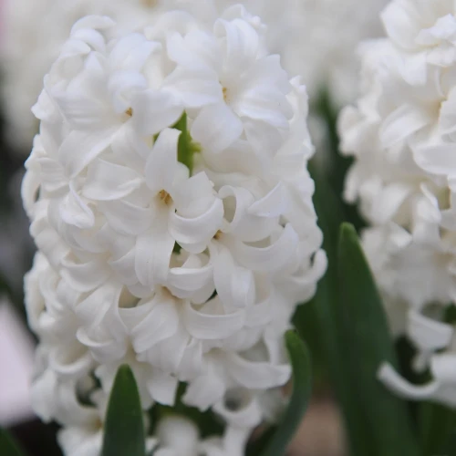 hiacynt-white-pearl.webp