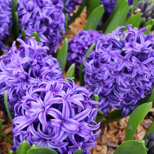 hiacynt-purple-star.webp