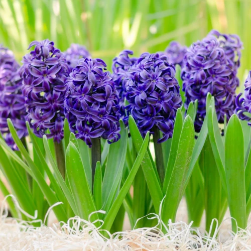 hiacynt-niebieski-delft-blue.webp