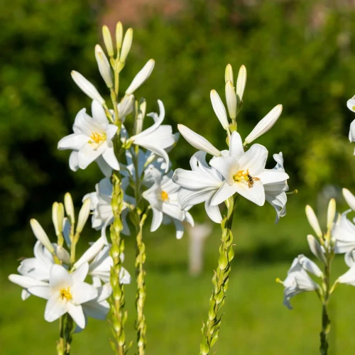 lilia-candidum-sw-antoniego.webp