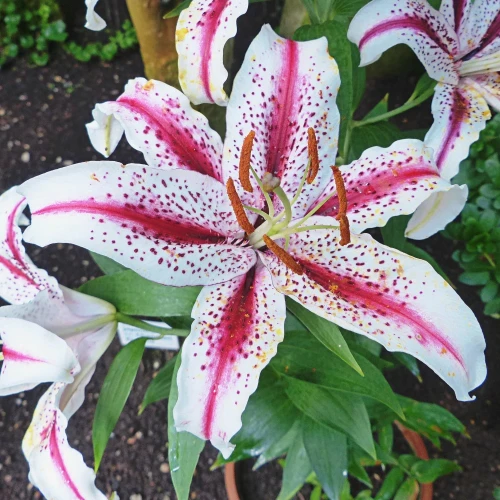 lilia-dizzy-orientalna.webp