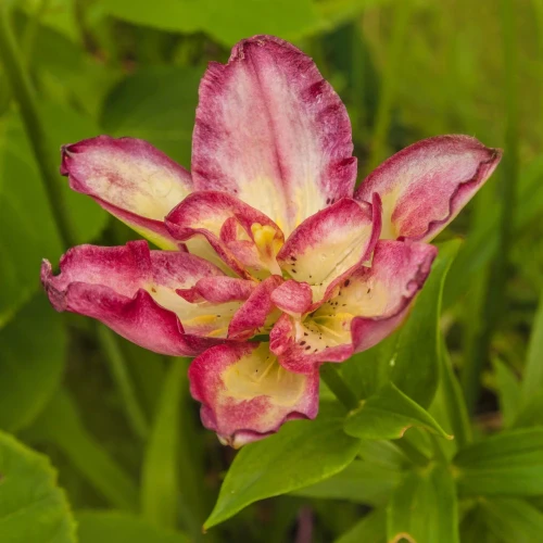 lilia-pelna-double-sensation.webp
