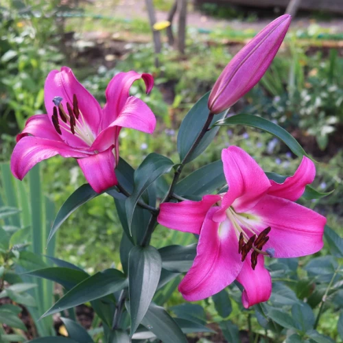 lilia-trabkowa-robina.webp