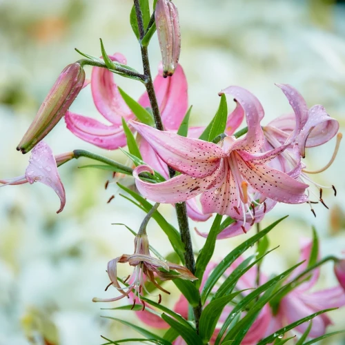 lilia-martagon-pink-morning.webp