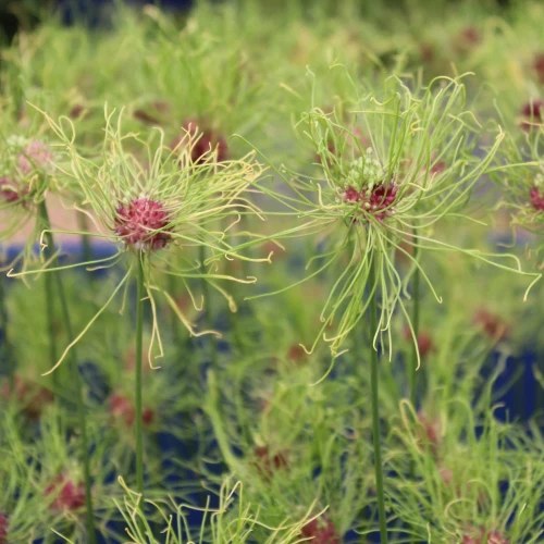 allium-hair.webp