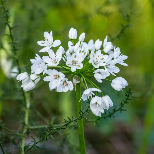 allium-neapolitanum.webp