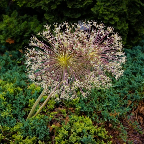 allium-schubertii.webp