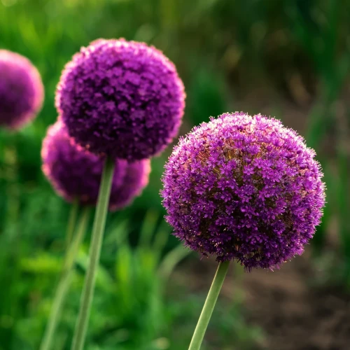 allium-giganteum.webp