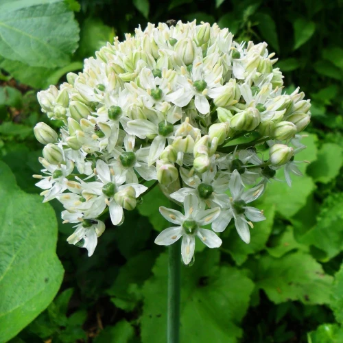 allium-nigrum.webp