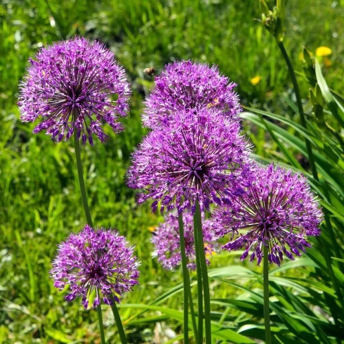 allium-aflatunense.webp