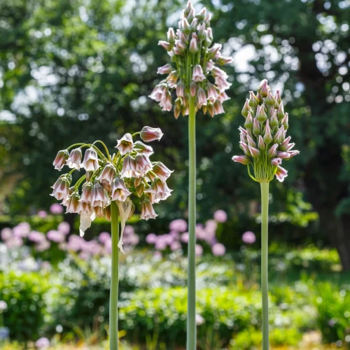 allium-siculum.webp