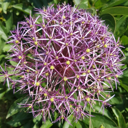 allium-christophii.webp