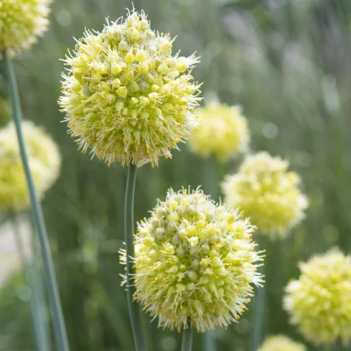allium-obliquum-yellow.webp