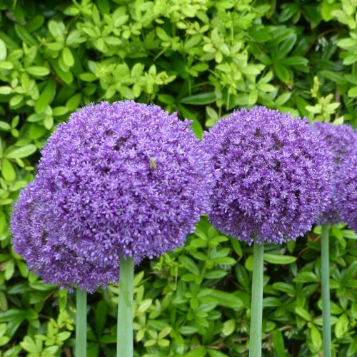 allium-globemaster.webp