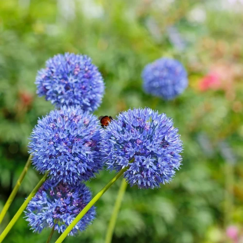 allium-caeruleum-czosnek-blekitny.webp