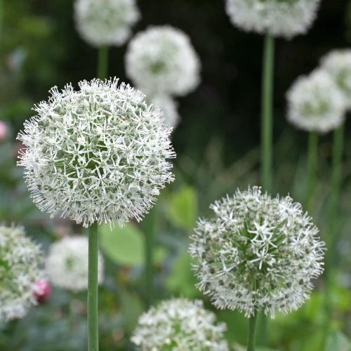 allium-mount-everest.webp