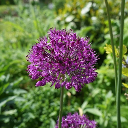 allium-mars.webp