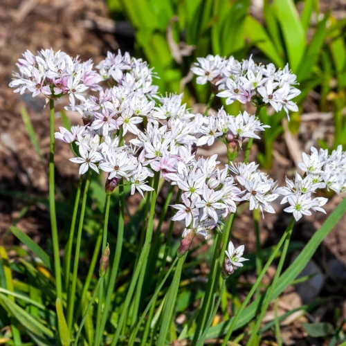allium-cameleon.webp