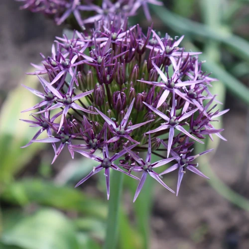 allium-metallic-shine.webp