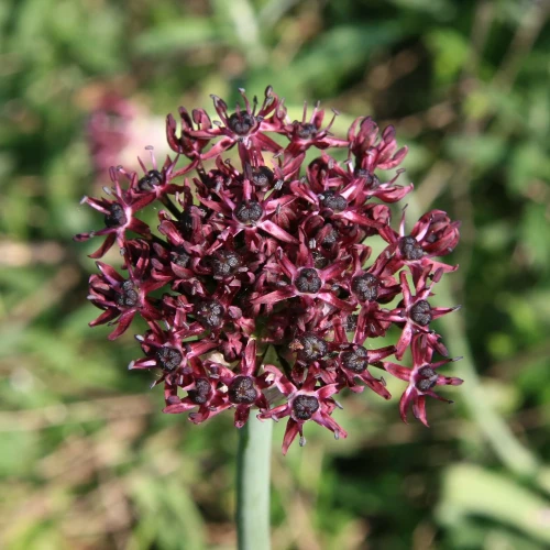 allium-atropurpureum.webp