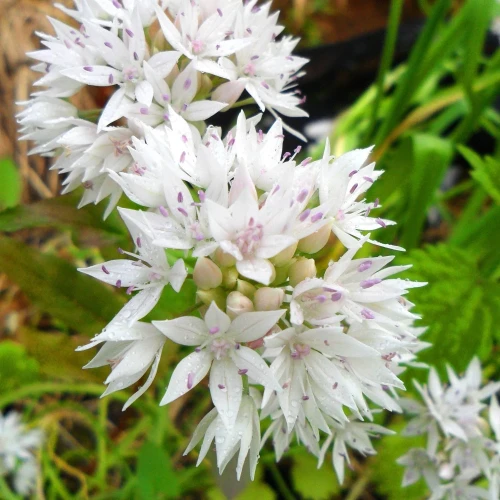 allium-gracefull-beauty.webp