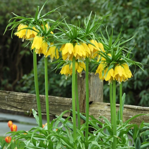 szachownica-korona-cesarska-lutea.webp