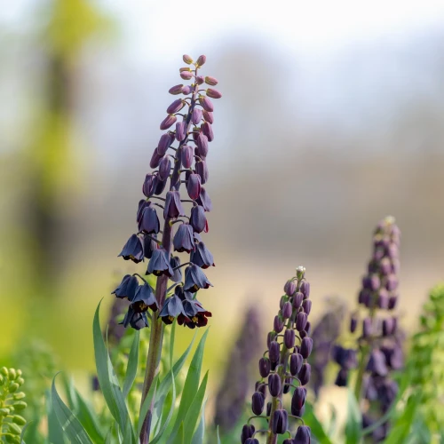 szachownica-korona-cesarska-persica.webp