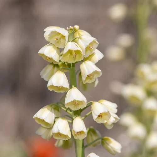 szachownica-korona-cesarska-persica-alba.webp