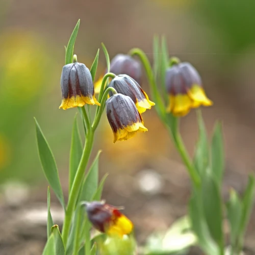 szachownica-uva-vulpis-lisie-grono.webp
