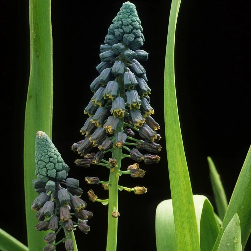 szafirek-muscari-paradoxum.webp
