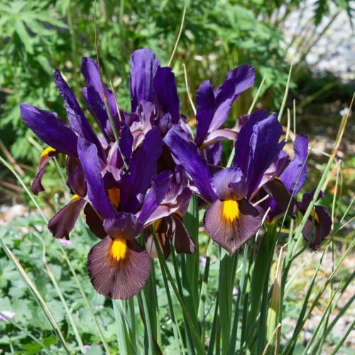 irys-tiger-eye.webp