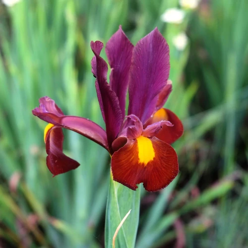 irys-red-ember.webp