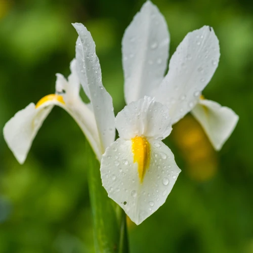 irys-white-excelsior.webp