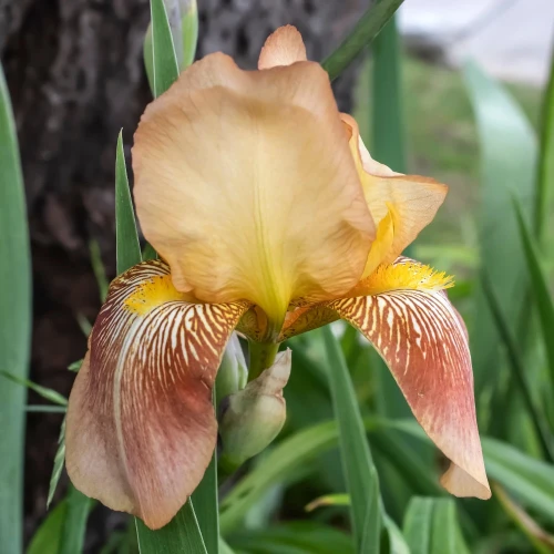 irys-golden-muffin.webp