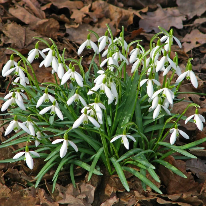 przebisnieg-nivalis.webp