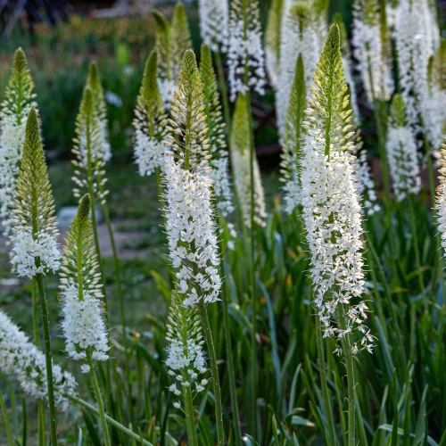 pustynnik-white-beauty-favourite.webp