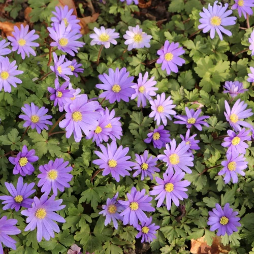 zawilec-anemone-blanda-violet-star.webp