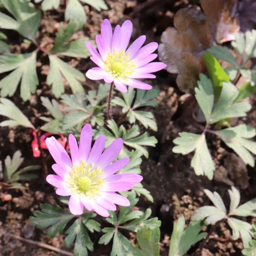 zawilec-anemone-blanda-pink-star.webp