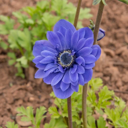 zawilec-anemone-lord-lieutenant.webp